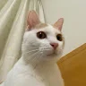 アバター画像